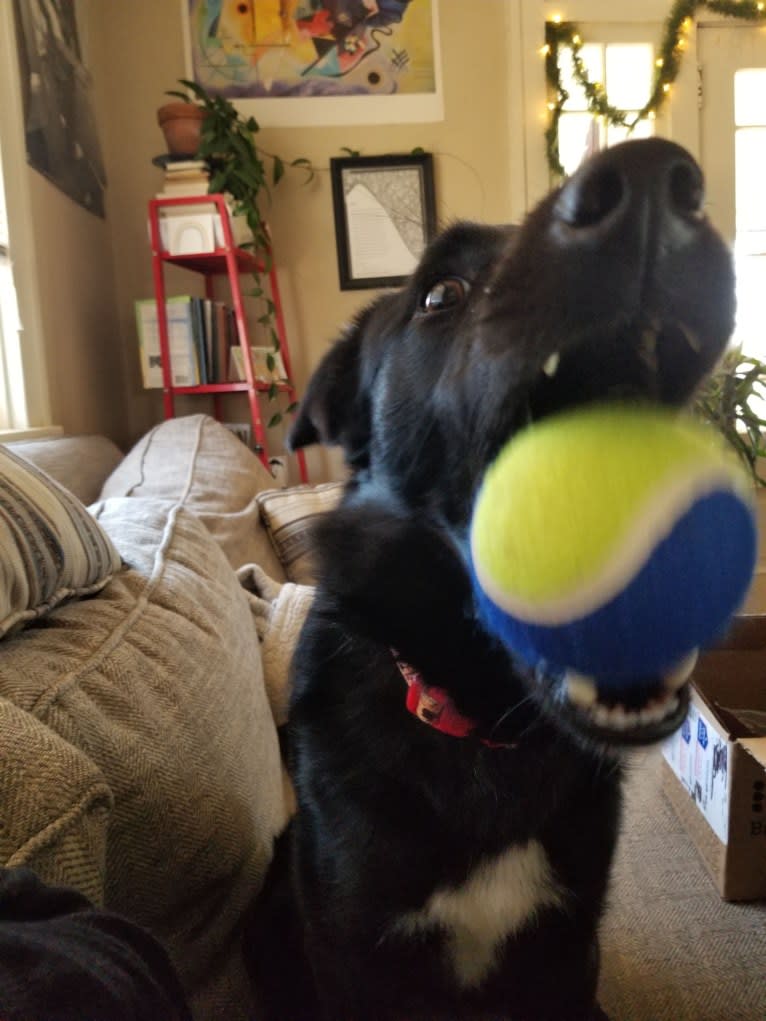 Ziggy, an Australian Cattle Dog and Collie mix tested with EmbarkVet.com