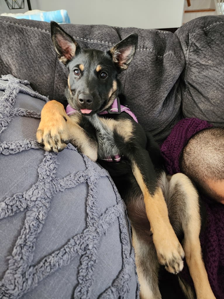 Tali'Zorah, an Australian Cattle Dog and Siberian Husky mix tested with EmbarkVet.com
