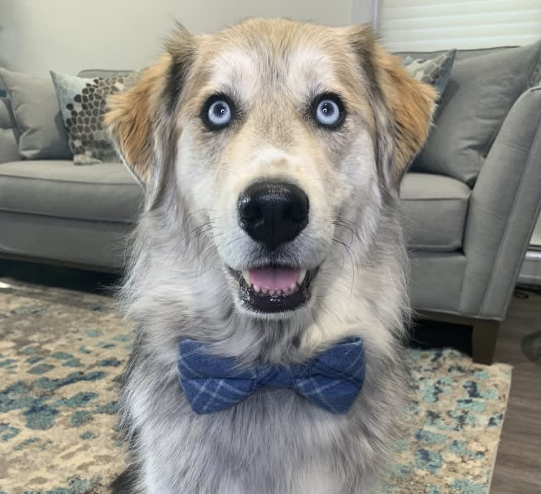 Tyson, a Golden Retriever and Siberian Husky mix tested with EmbarkVet.com