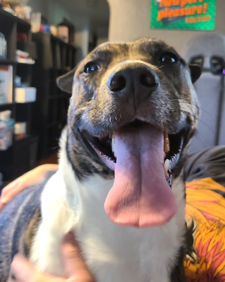 Latke, an American Pit Bull Terrier and Australian Cattle Dog mix tested with EmbarkVet.com