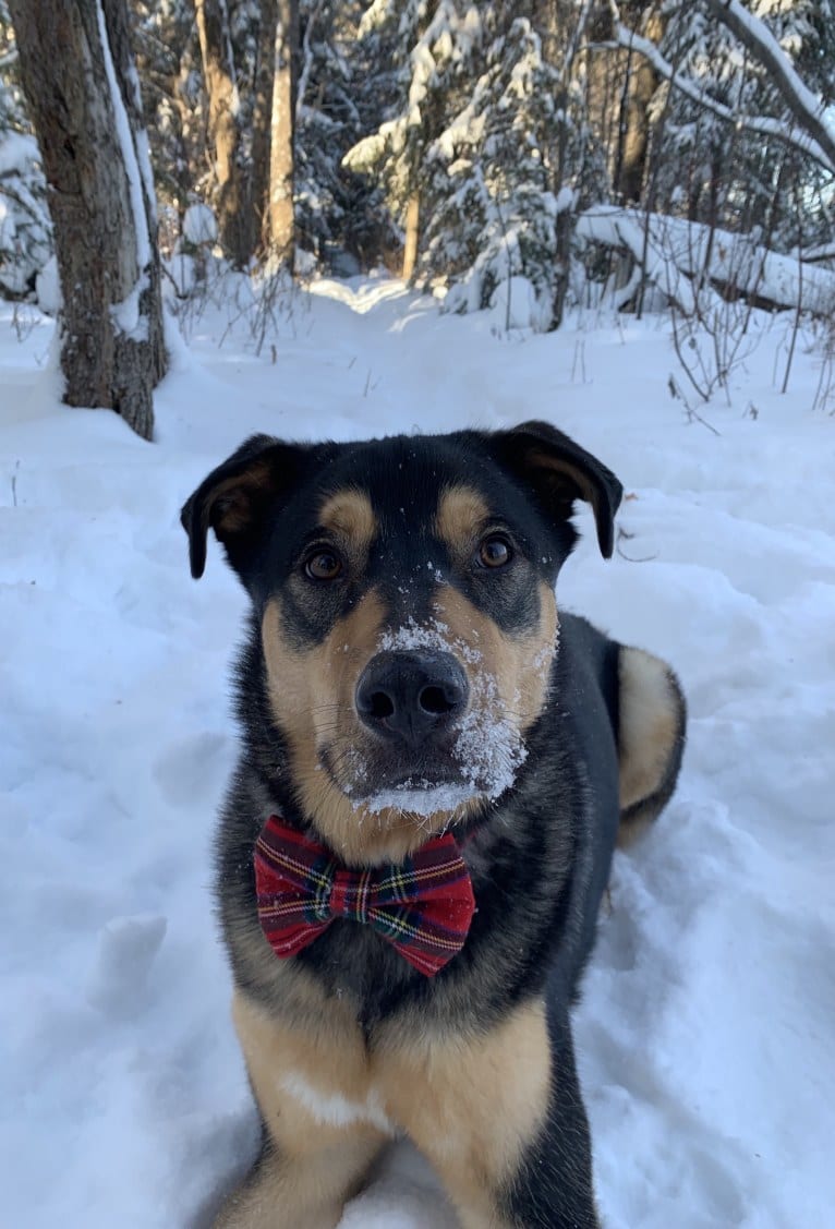 Louis, a Labrador Retriever and Siberian Husky mix tested with EmbarkVet.com