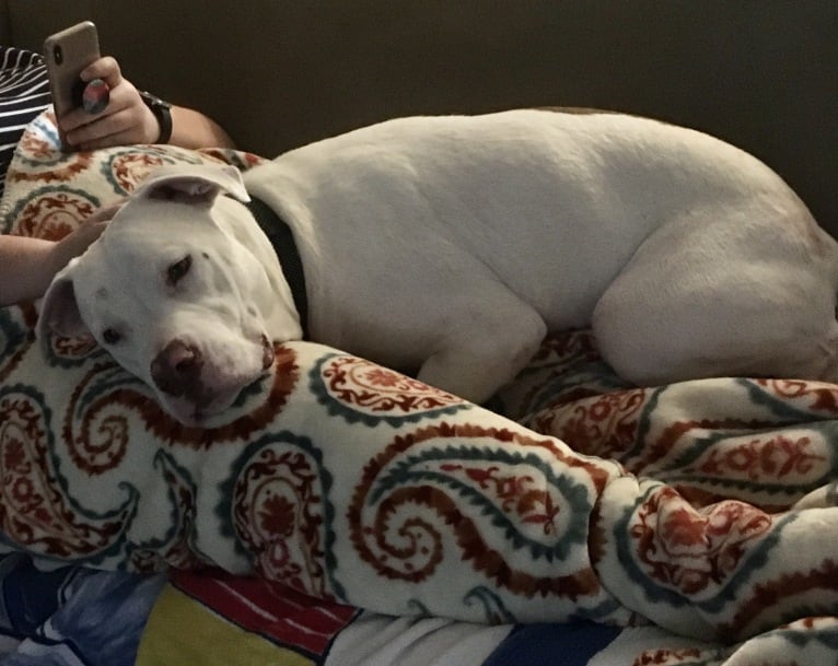 Lincoln, an American Bulldog and American Pit Bull Terrier mix tested with EmbarkVet.com