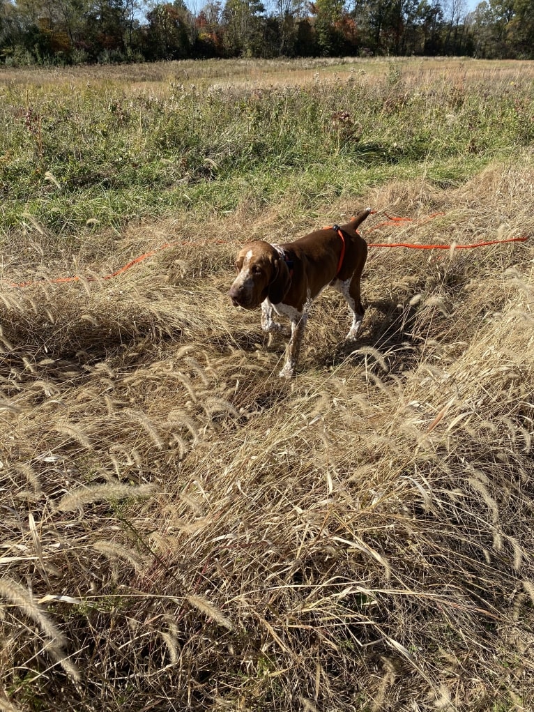 RIVERBEND’S DI BELL’ASPETTO  MIRTILLO, a Bracco Italiano tested with EmbarkVet.com