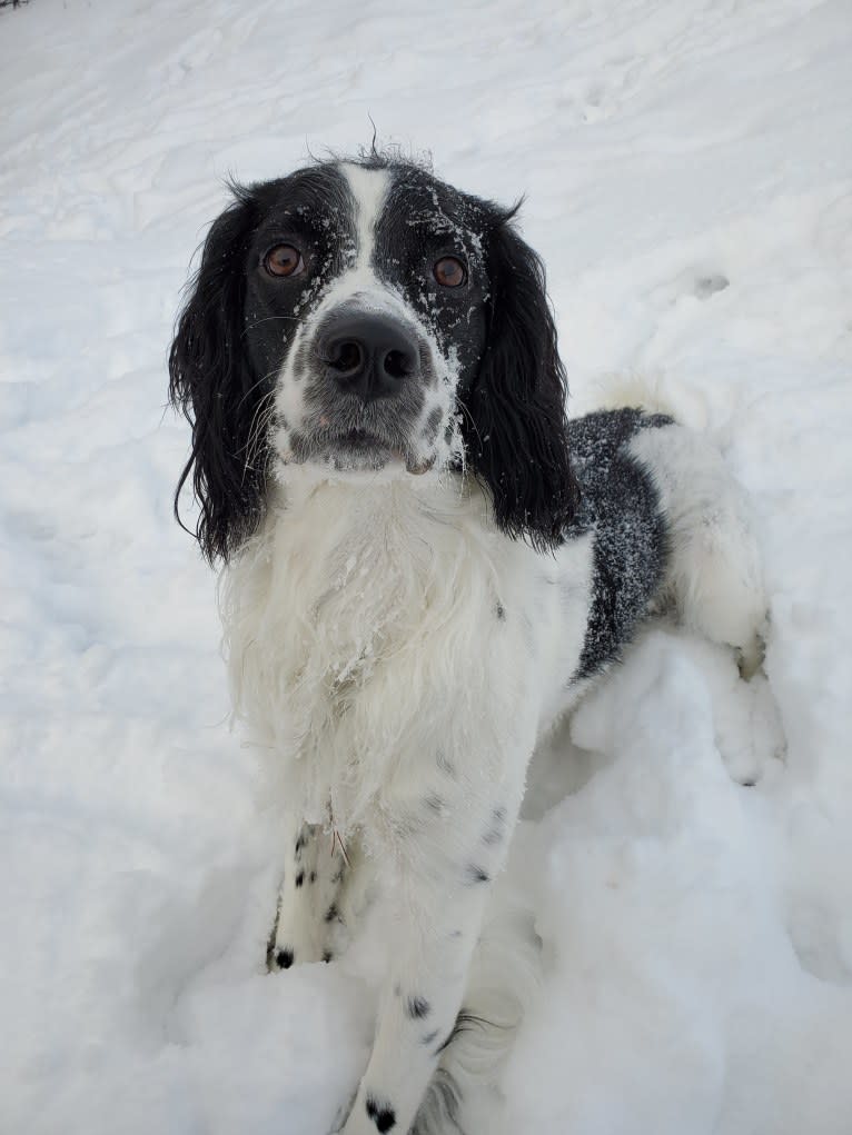 Marlo, an English Springer Spaniel tested with EmbarkVet.com