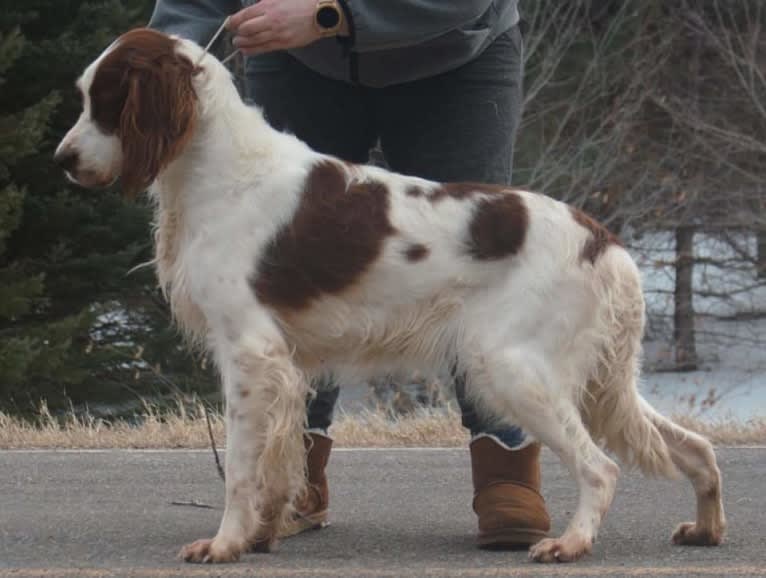 Sonia, an Irish Red and White Setter tested with EmbarkVet.com