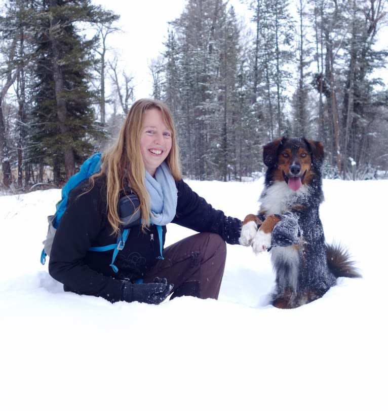 Burley, an English Shepherd tested with EmbarkVet.com