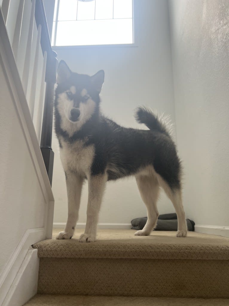 Drake Flynn, a Siberian Husky tested with EmbarkVet.com