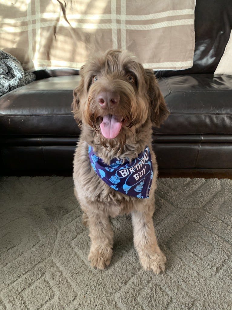 Finn, a Poodle (Standard) and Australian Shepherd mix tested with EmbarkVet.com