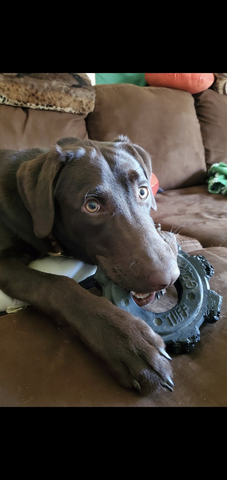 Zephyr, a Labrador Retriever tested with EmbarkVet.com