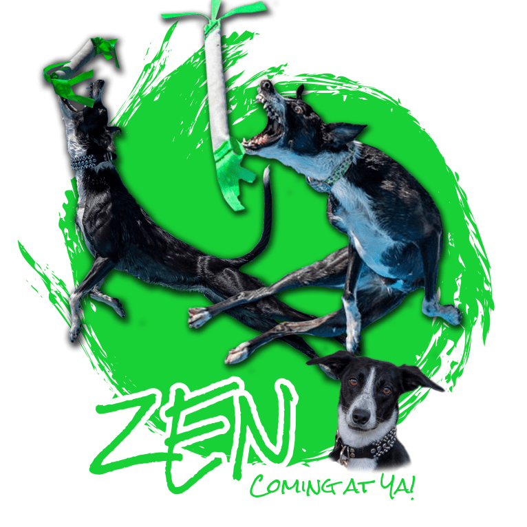 Zen, a Border Collie and Greyhound mix tested with EmbarkVet.com