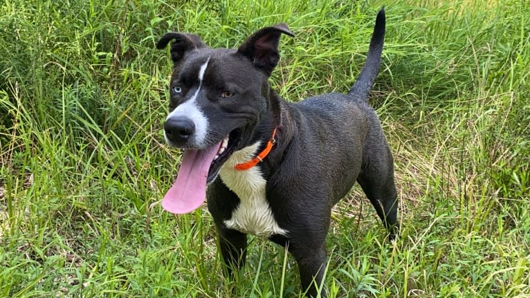 Bear, an American Pit Bull Terrier and Siberian Husky mix tested with EmbarkVet.com