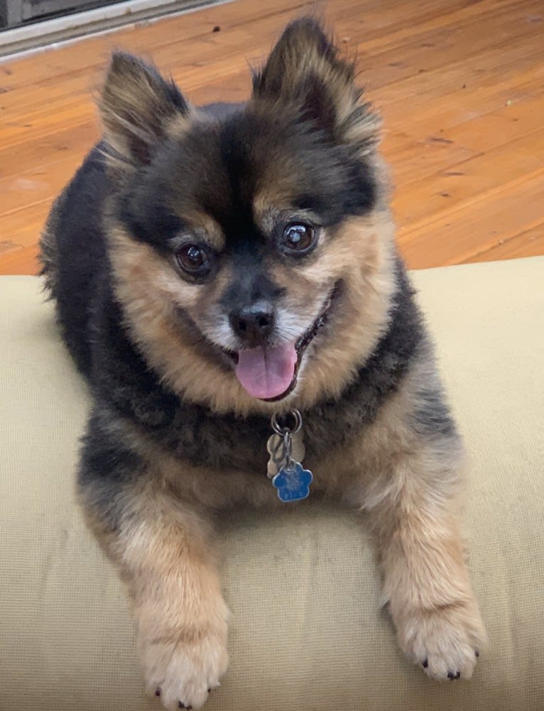 Bear, a Pomeranian and Yorkshire Terrier mix tested with EmbarkVet.com