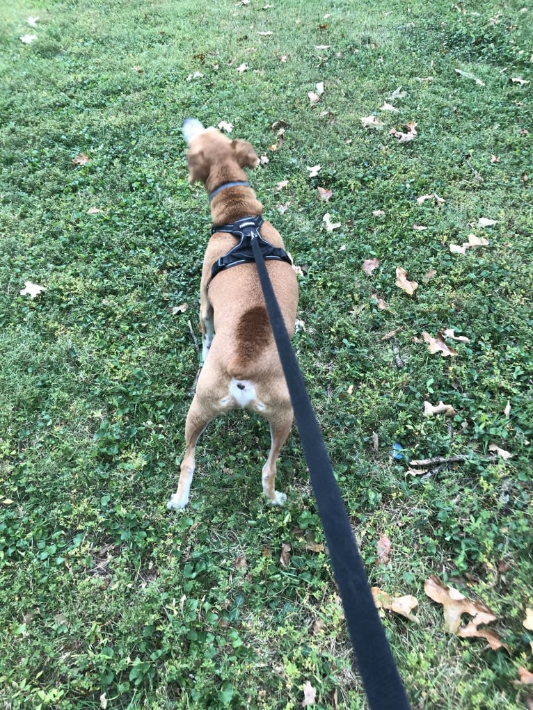 Stanley, a Mountain Cur tested with EmbarkVet.com