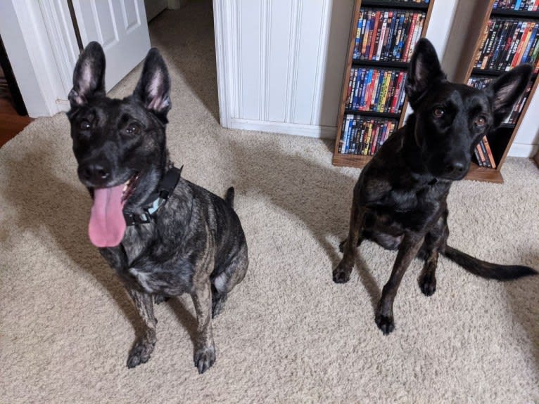 Mako, a Dutch Shepherd tested with EmbarkVet.com