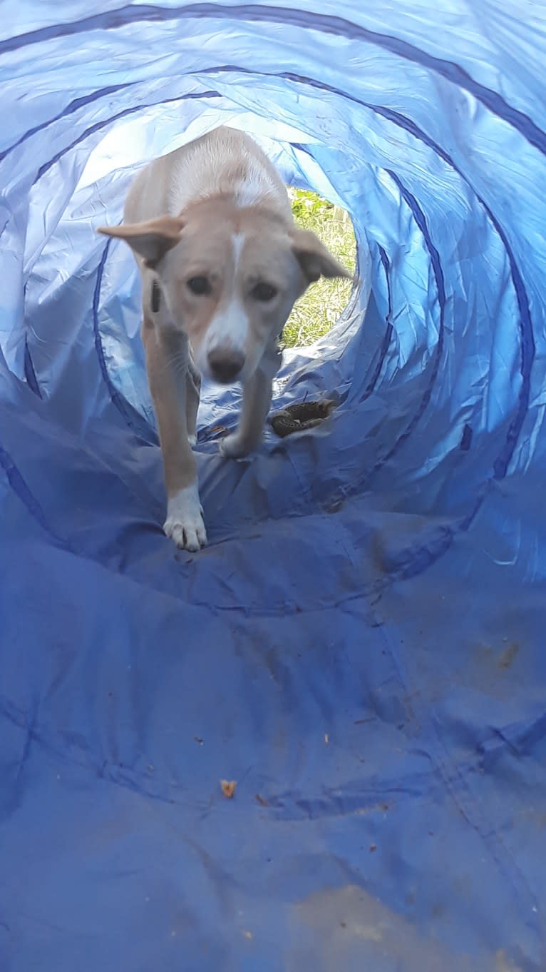 Abbie, a Canaan Dog tested with EmbarkVet.com