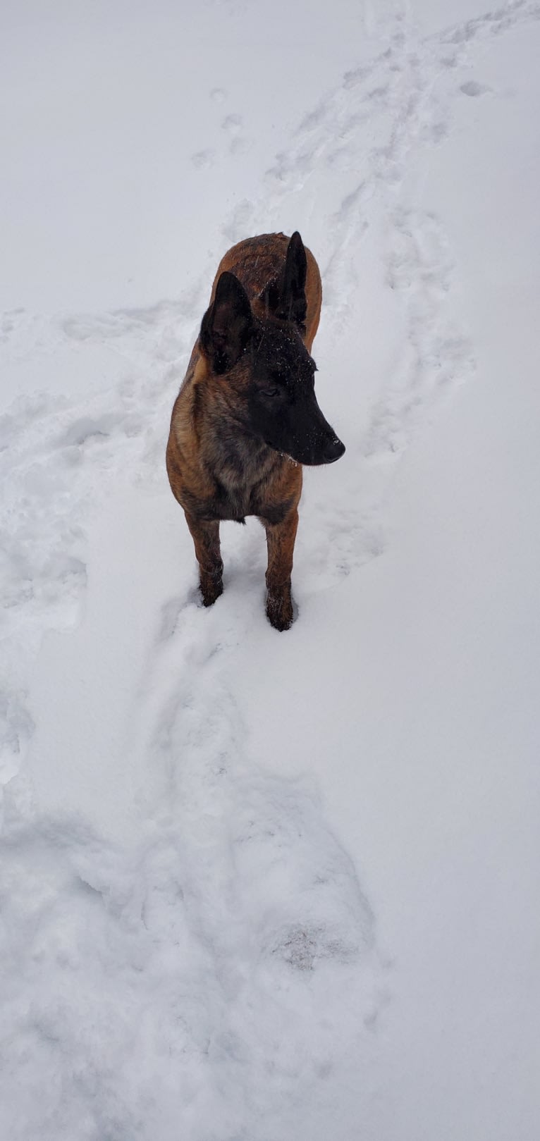 Ripley, a Dutch Shepherd tested with EmbarkVet.com