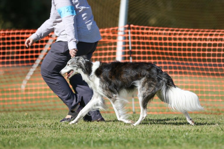 D'Artagnan, a Silken Windhound tested with EmbarkVet.com