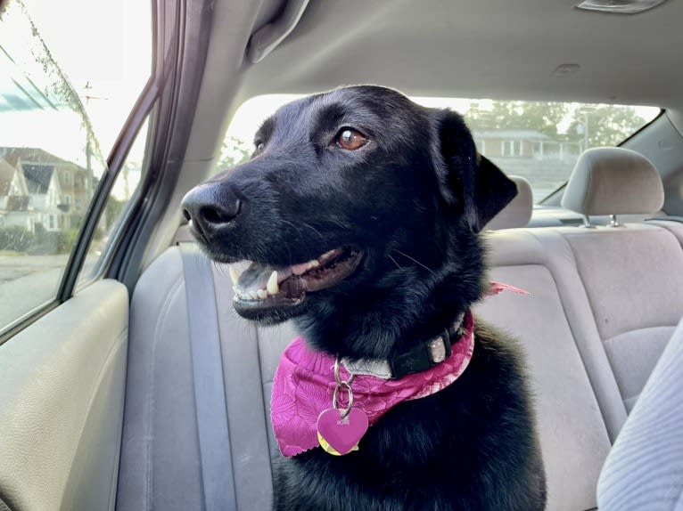 Roxie, a Labrador Retriever and German Shepherd Dog mix tested with EmbarkVet.com