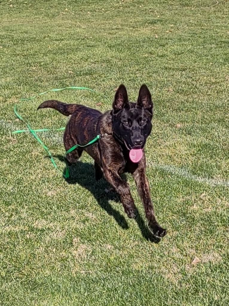 Static, a Dutch Shepherd tested with EmbarkVet.com