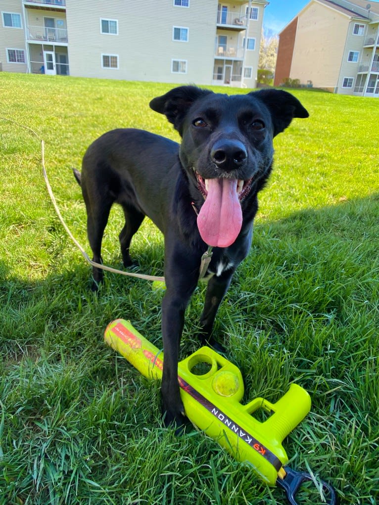 Nala, a Border Collie and American Pit Bull Terrier mix tested with EmbarkVet.com