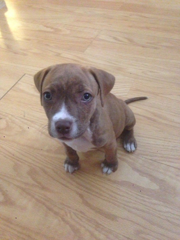 Buttercup, an American Pit Bull Terrier and Labrador Retriever mix tested with EmbarkVet.com