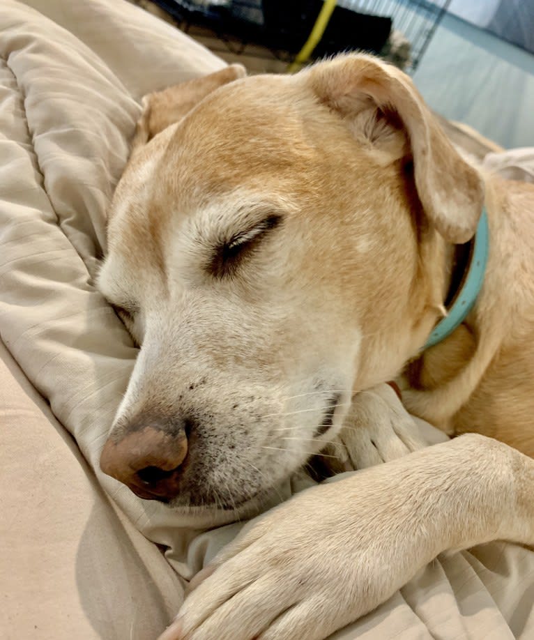 Kimber, an American Pit Bull Terrier and Cocker Spaniel mix tested with EmbarkVet.com