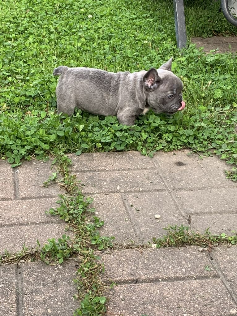 Nardo, a French Bulldog tested with EmbarkVet.com