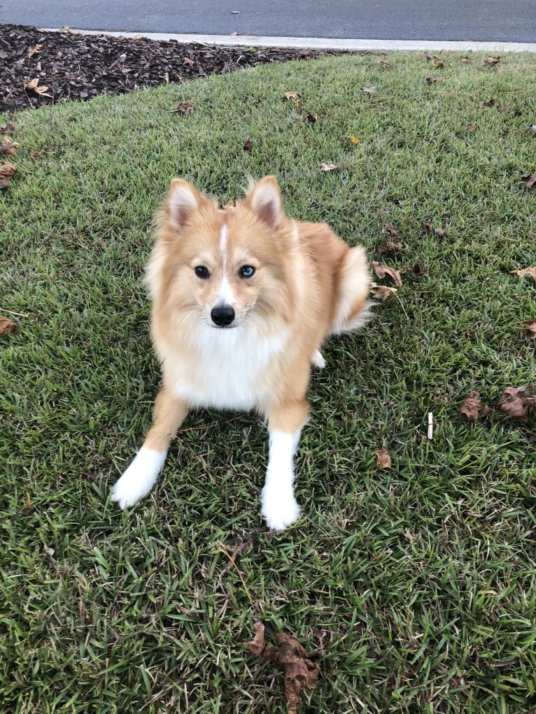 Dallas, a Pomsky tested with EmbarkVet.com