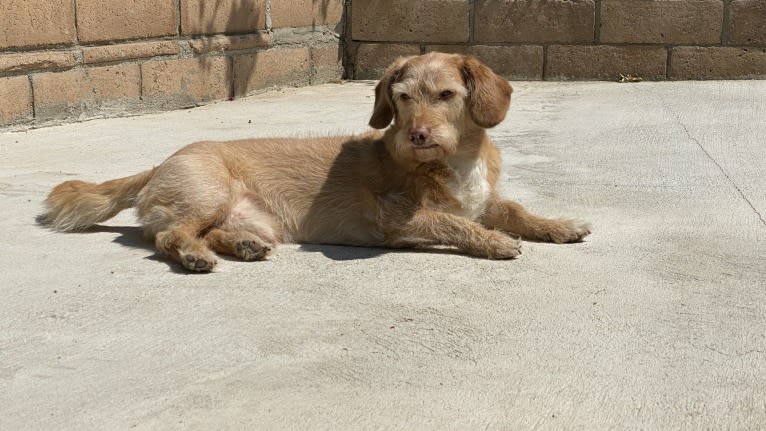 George, a Basset Hound and Poodle (Small) mix tested with EmbarkVet.com