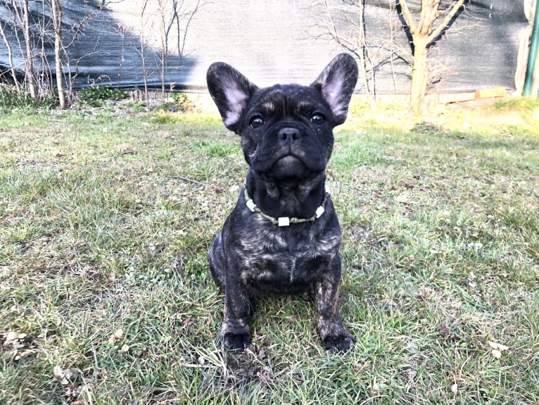 Pelicanos Echse, a French Bulldog tested with EmbarkVet.com