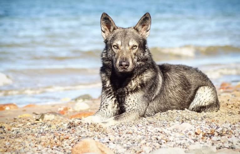 Bran, a German Shepherd Dog and Saarloos Wolfdog mix tested with EmbarkVet.com