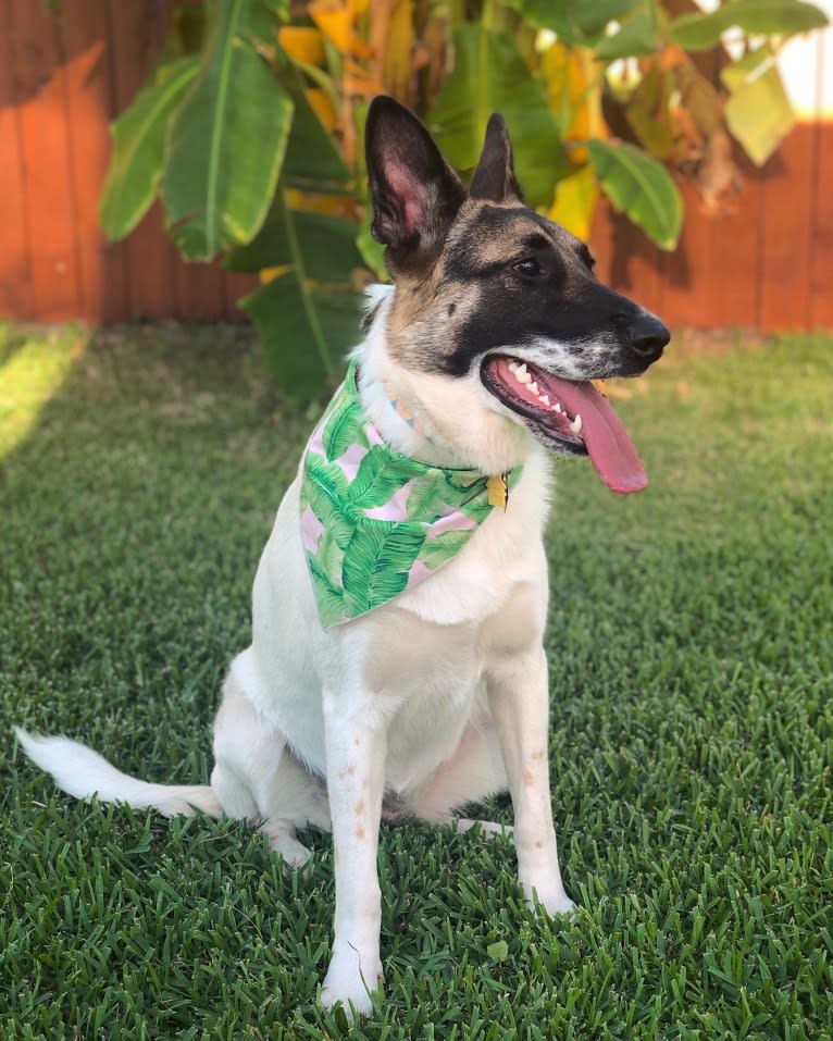 Eris, a German Shepherd Dog and Chow Chow mix tested with EmbarkVet.com