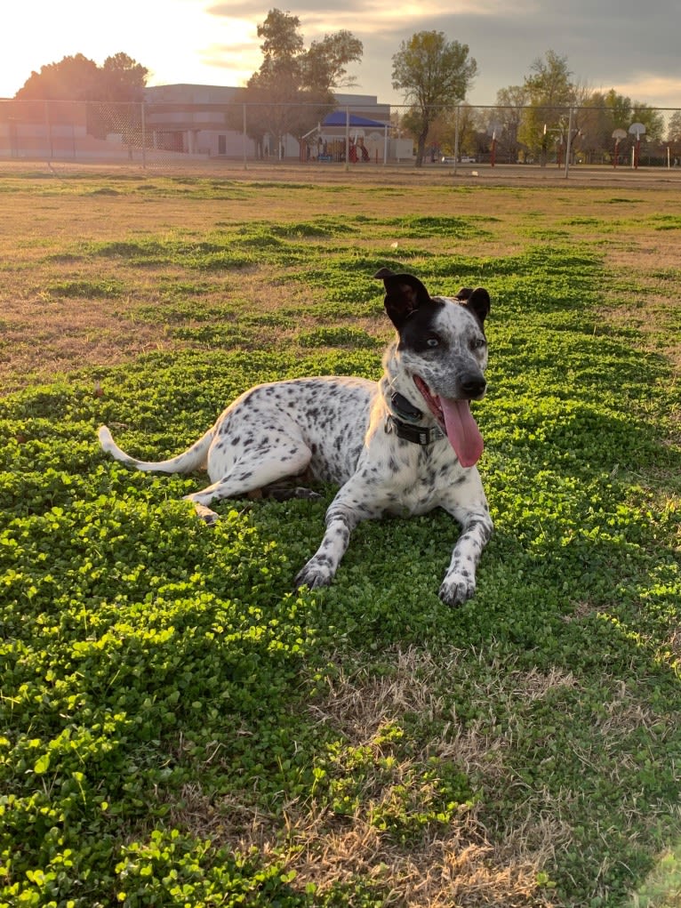 Indigo, an American Pit Bull Terrier and Australian Cattle Dog mix tested with EmbarkVet.com