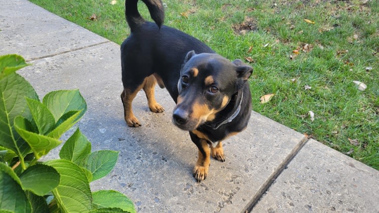 Fenrir, a Chihuahua and Rottweiler mix tested with EmbarkVet.com