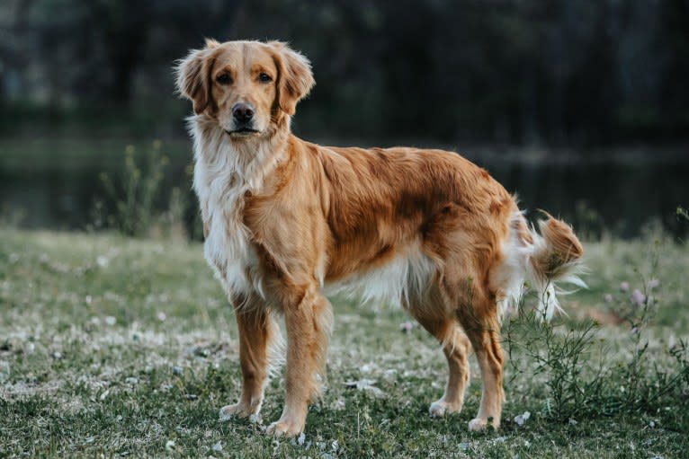 Cooper's Bizzy Bullet, a Golden Retriever tested with EmbarkVet.com