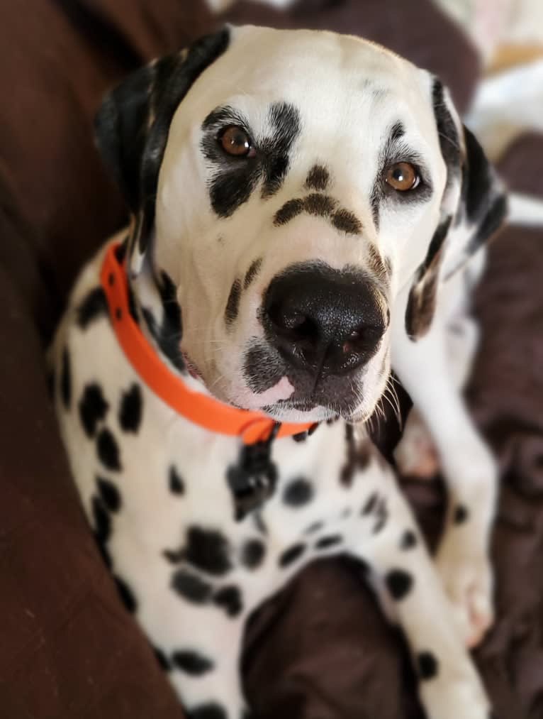 Wrangler, a Dalmatian tested with EmbarkVet.com