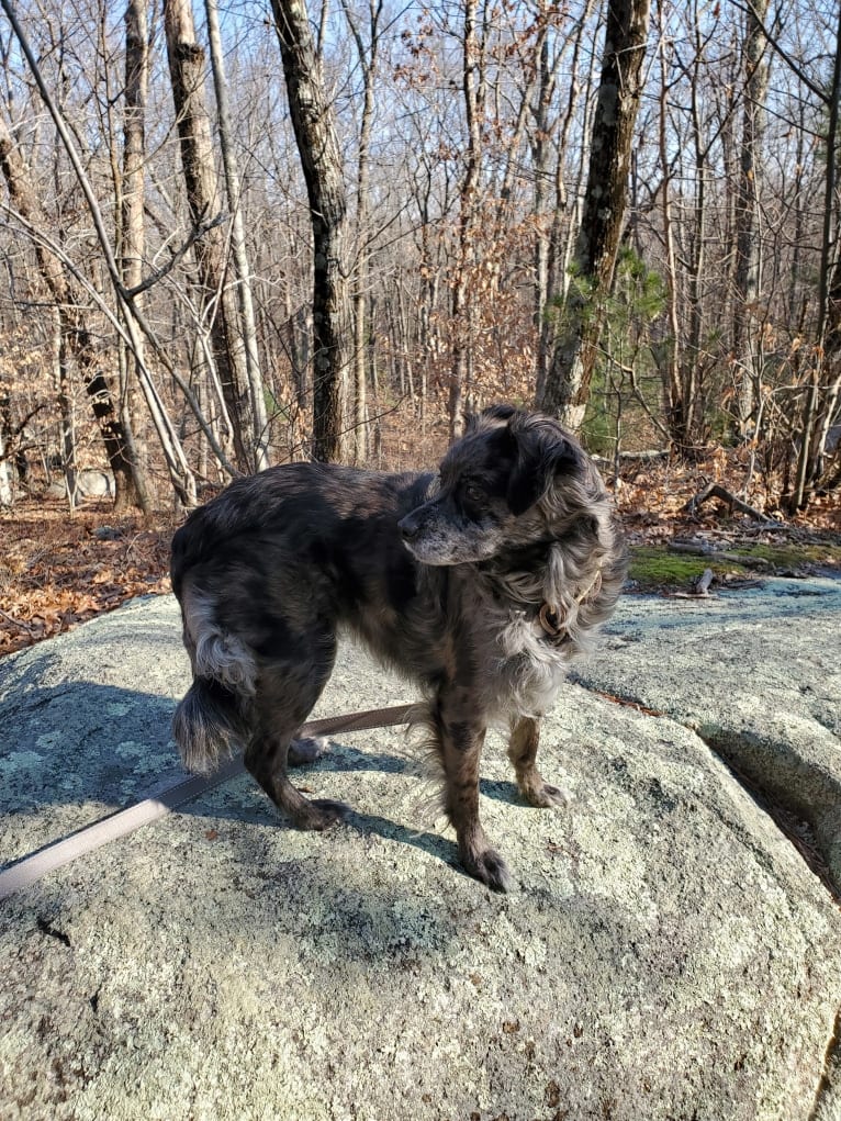 Mallatobuck, a Chihuahua and Shih Tzu mix tested with EmbarkVet.com