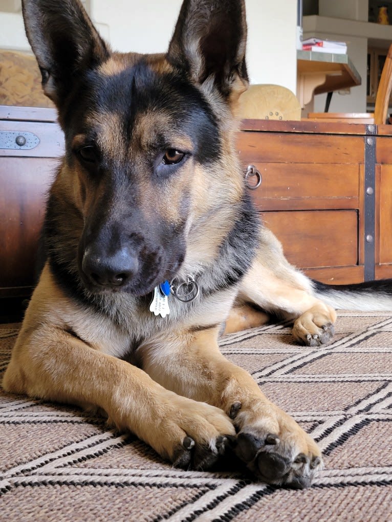 Hamlet, a German Shepherd Dog and Siberian Husky mix tested with EmbarkVet.com