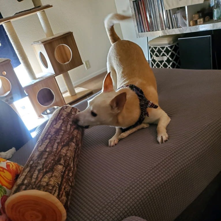 Basil, a Chihuahua and Miniature Pinscher mix tested with EmbarkVet.com