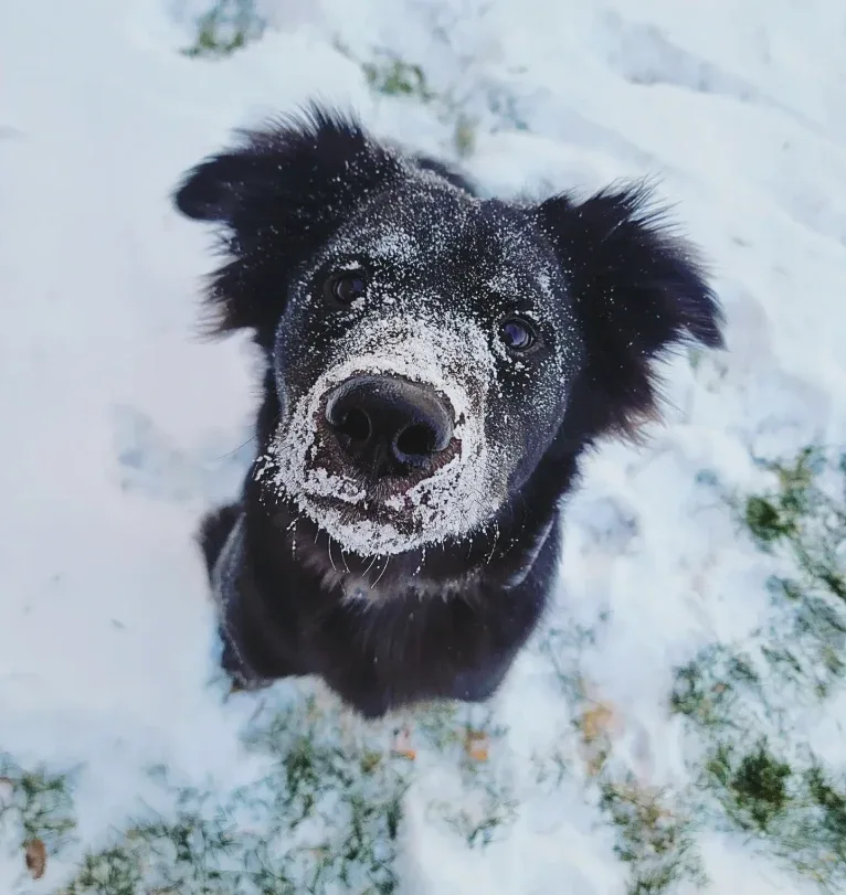 Bowser, an American Pit Bull Terrier and Siberian Husky mix tested with EmbarkVet.com