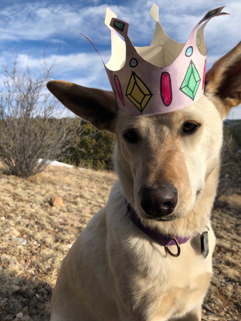 Pearl, an Australian Cattle Dog and Labrador Retriever mix tested with EmbarkVet.com