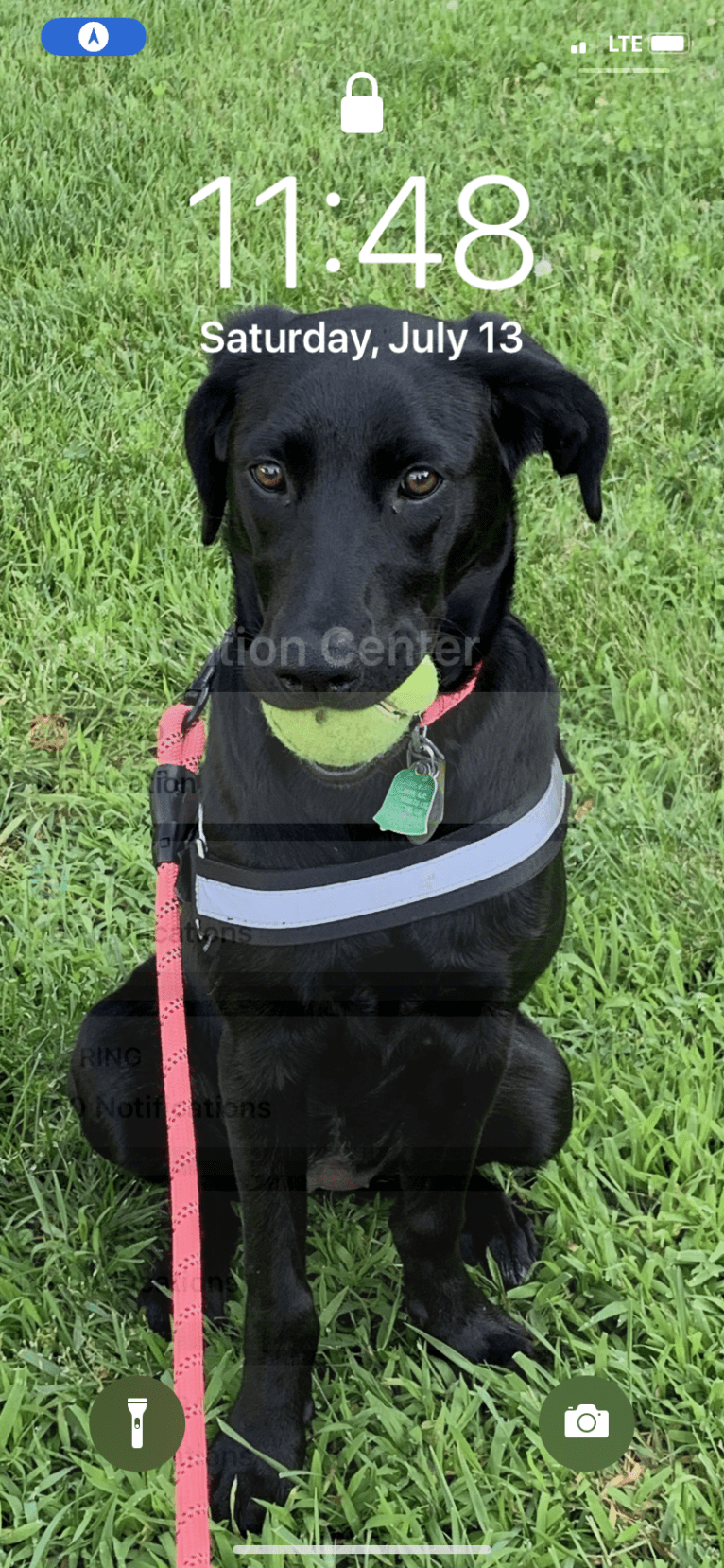 Cindy Lou, a Labrador Retriever and Border Collie mix tested with EmbarkVet.com