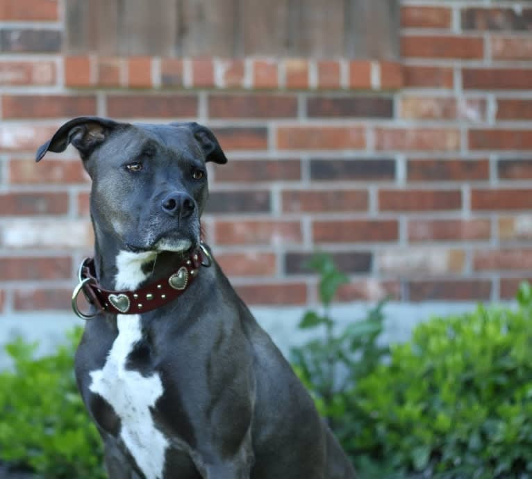 Jewl, an American Pit Bull Terrier and Labrador Retriever mix tested with EmbarkVet.com