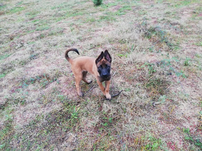 Kylar (PsychoKiller d'Hélitesport), a Belgian Shepherd tested with EmbarkVet.com