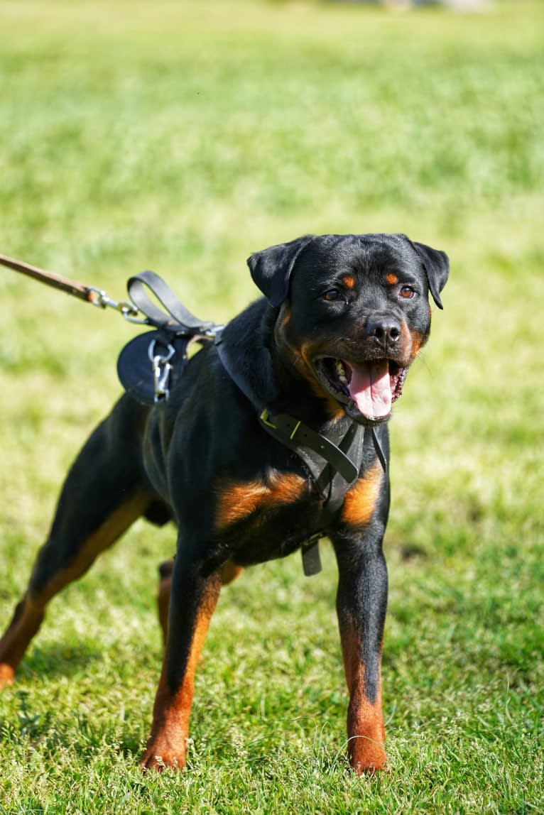 Sirius, a Rottweiler tested with EmbarkVet.com