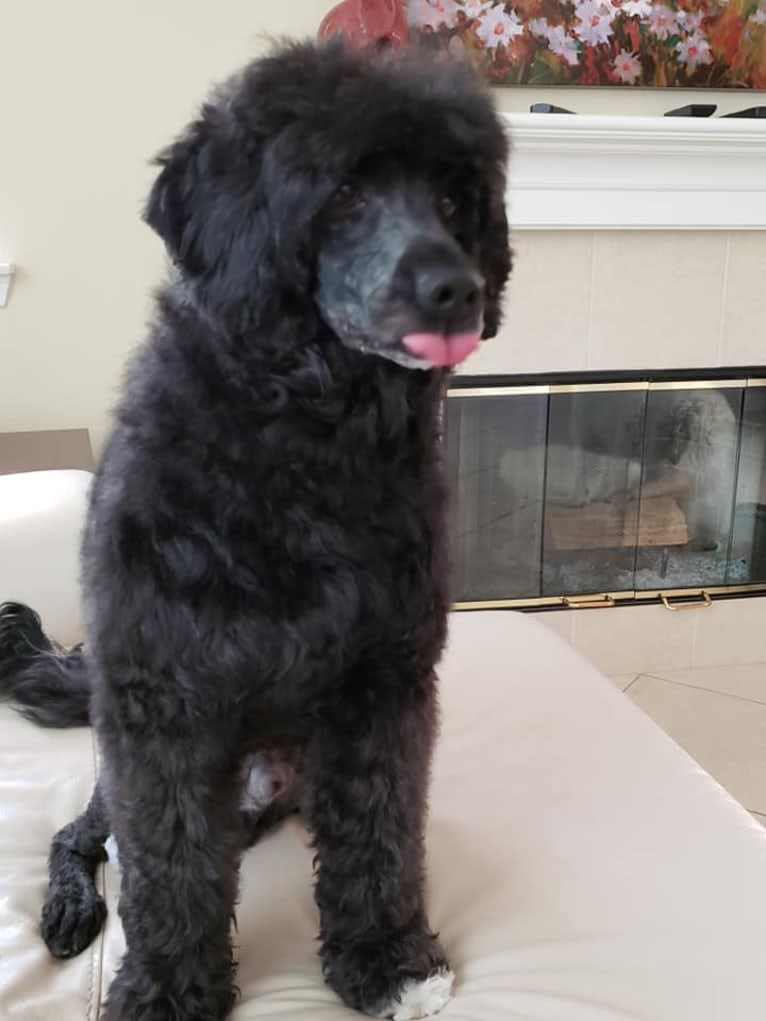 Machín, a Portuguese Water Dog tested with EmbarkVet.com