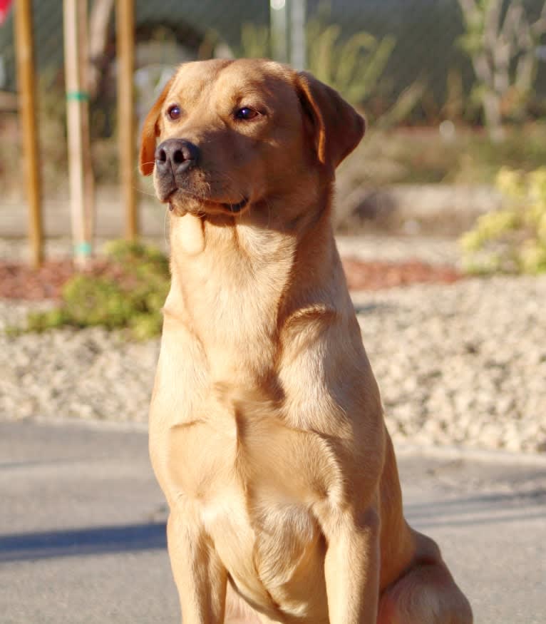 Whiskey, a Labrador Retriever tested with EmbarkVet.com