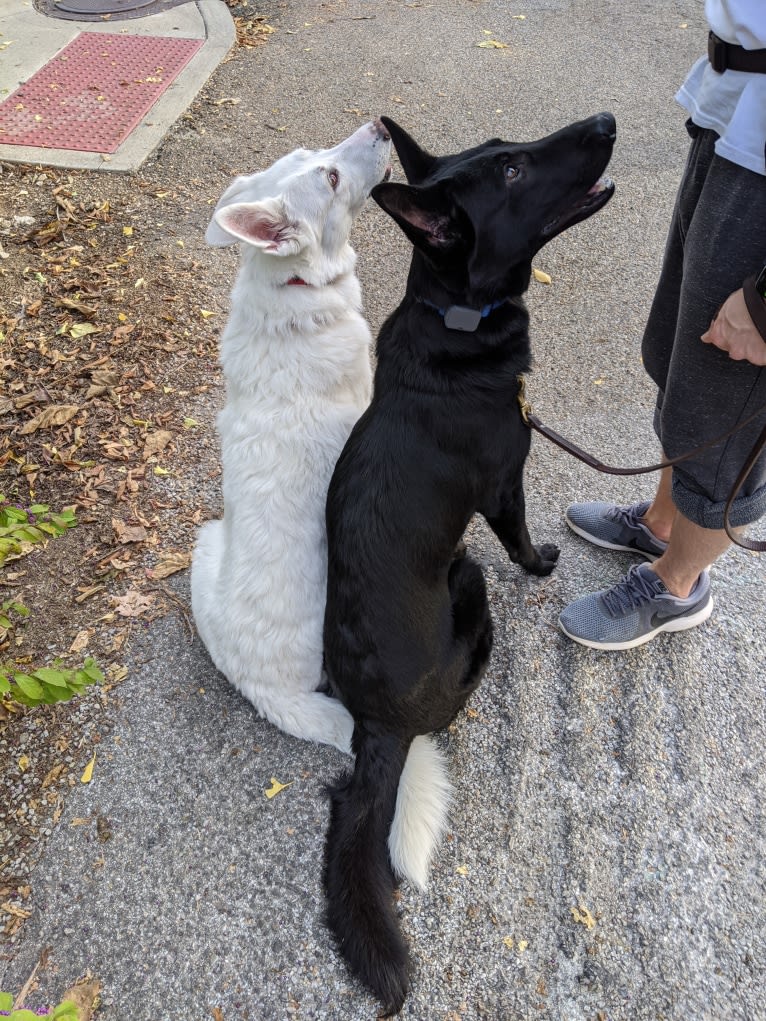 Lawine, a German Shepherd Dog tested with EmbarkVet.com