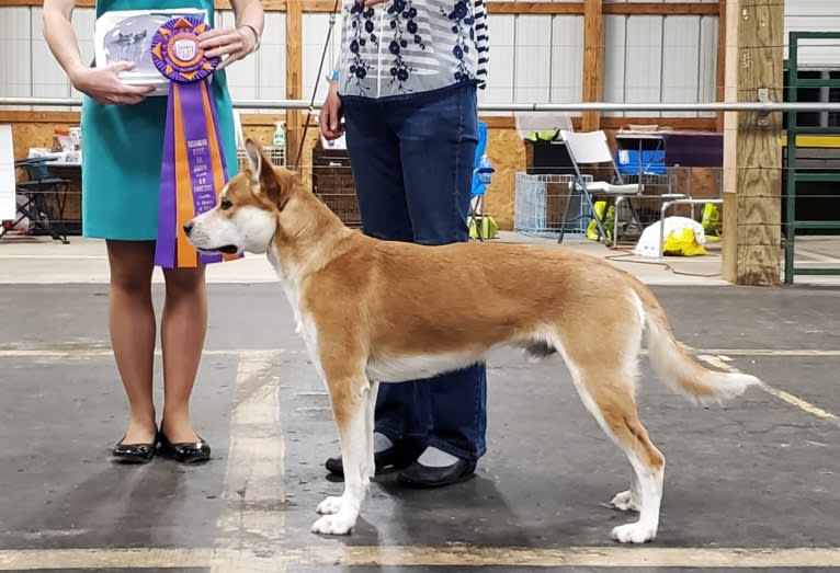 Joe, a Carolina Dog tested with EmbarkVet.com