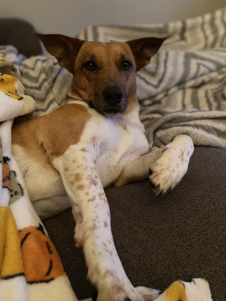 Cheyenne, an Australian Cattle Dog and American Pit Bull Terrier mix tested with EmbarkVet.com